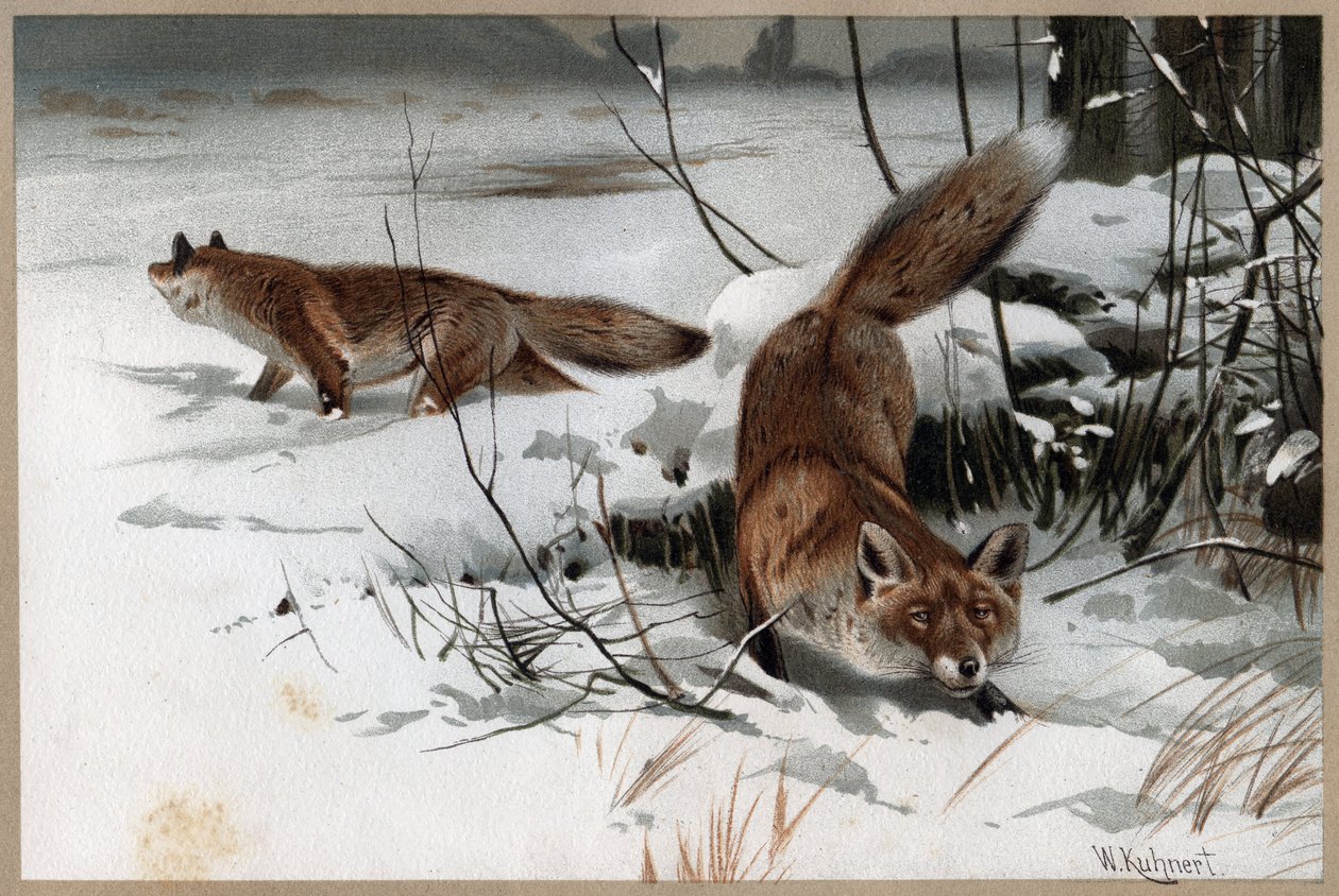 Lis rudy - Lis rudy (Vulpes vulpes) - grawer z „Życia zwierząt Brehma” autorstwa Alfreda Edmunda Brehma (1829-1884) autorstwa Unknown artist