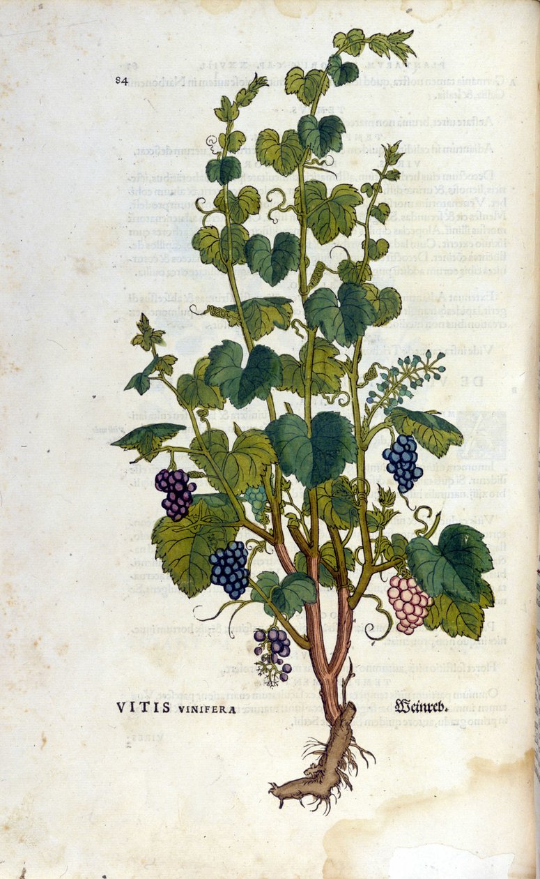 Czerwona winorośl. Zielnik z XIX wieku. autorstwa Unknown artist