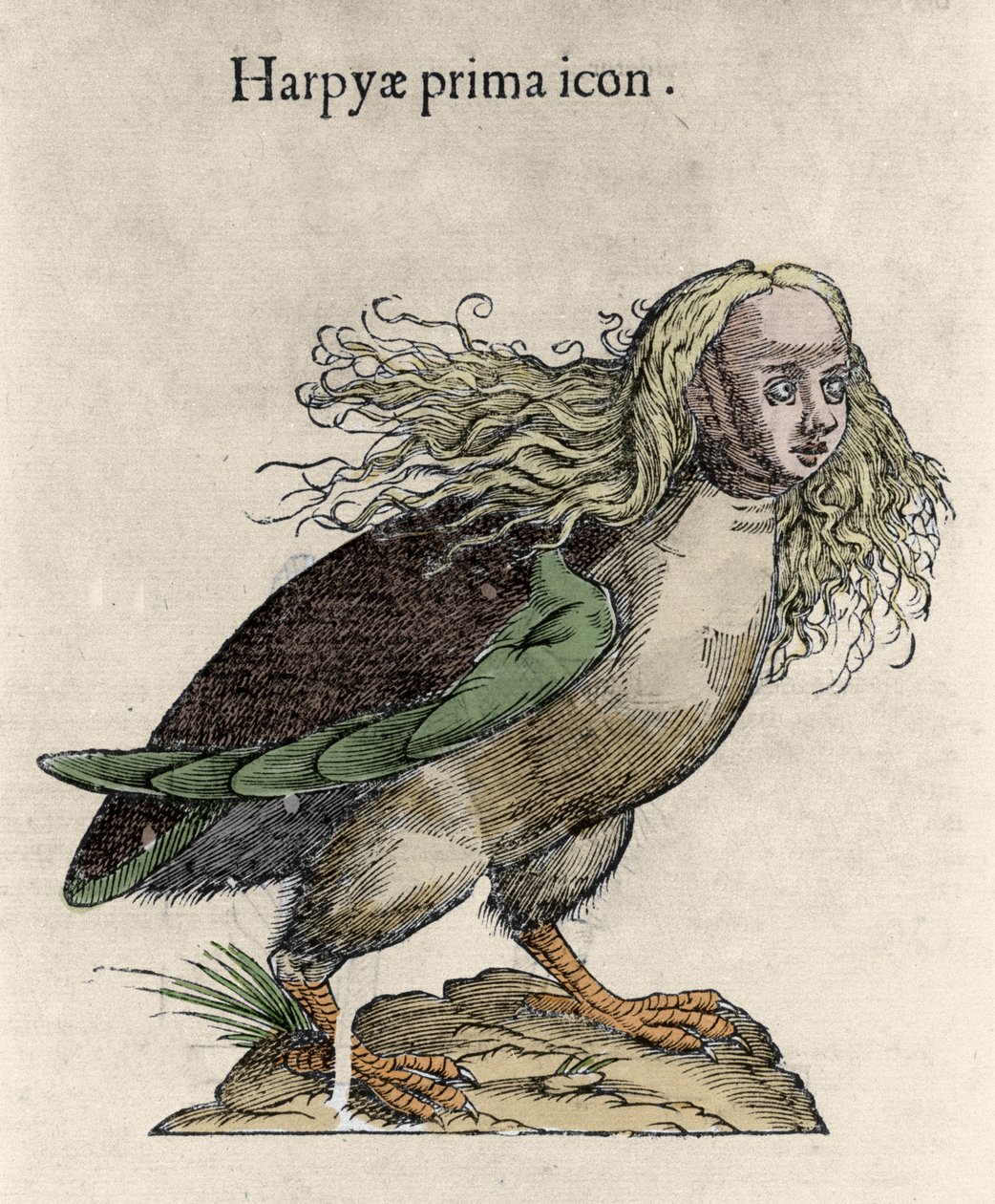 Przedstawienie ryciny harpii autorstwa Ulisse Aldrovandi (1522-1605), „Historia potworów”, Bolonia 1642 autorstwa Unknown artist