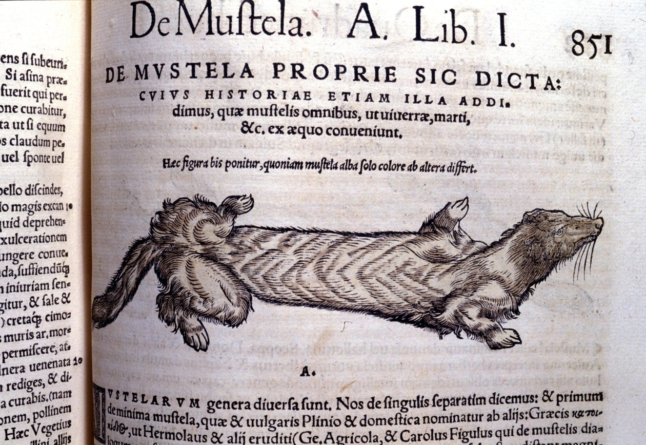 Przedstawienie muszelli (rodziny łasicowatych) spokrewnionej z łasicą - w Historia Animalium Conrada Gesnera (1516 - 1565), Tiguri autorstwa Unknown artist