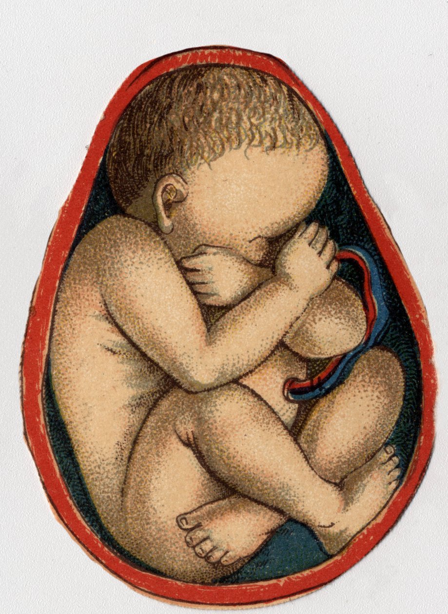 Reprezentacja macicy z ciążą. „Nowy naturalny lek”” autorstwa F.E. Bilz.1898. autorstwa Unknown artist