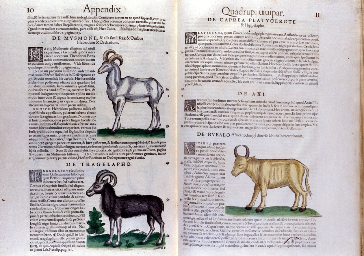 Reprezentacja owcy, bawołu... - w Historii zwierząt Conrada Gesnera (1516 - 1565), Tiguri autorstwa Unknown artist