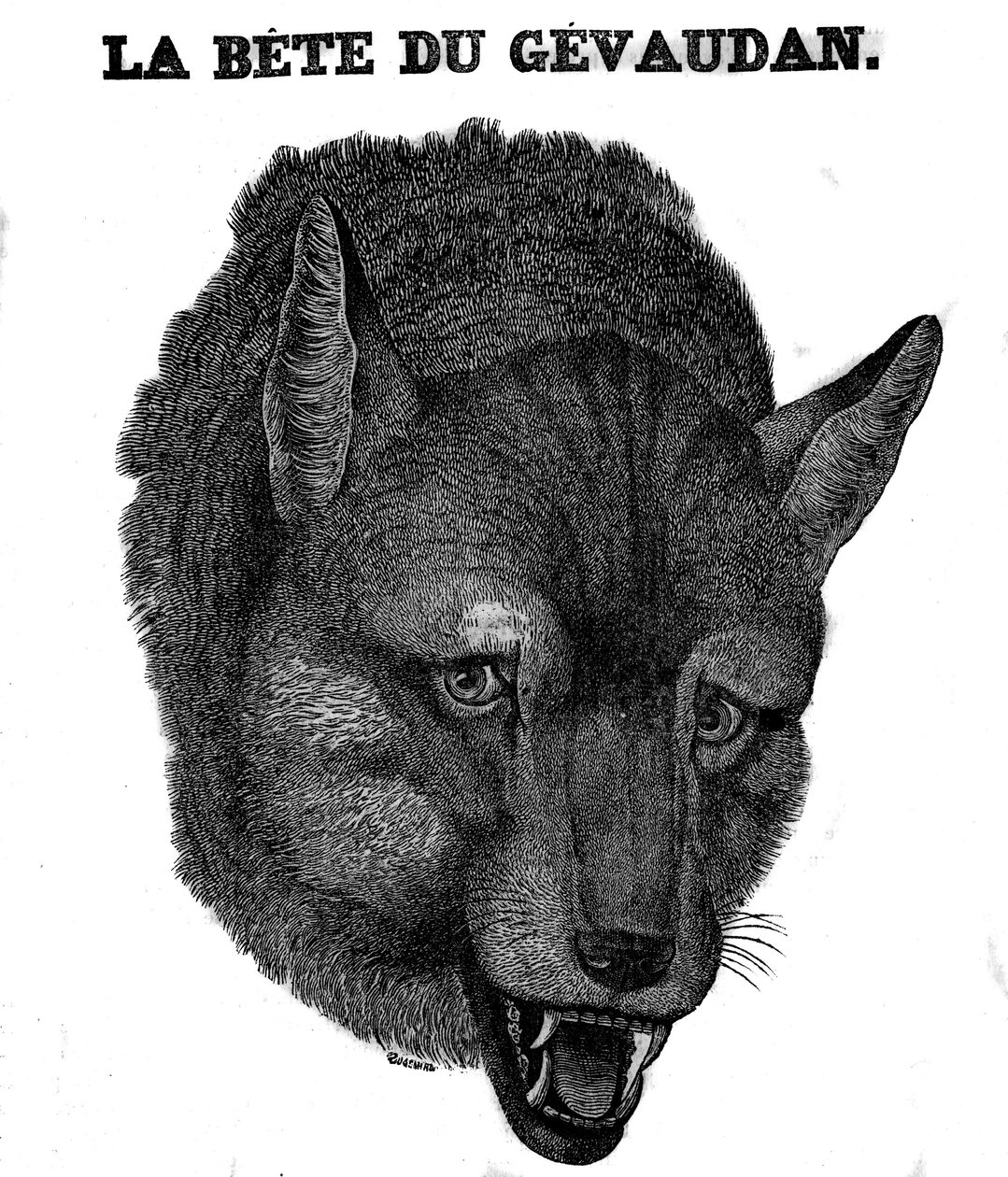 Reprezentacja Bete du Gevaudan. autorstwa Unknown artist