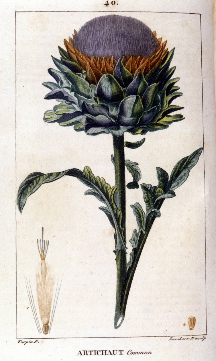 Reprezentacja karczocha pospolitego. Tablica botaniczna. 19 wiek. autorstwa Unknown artist