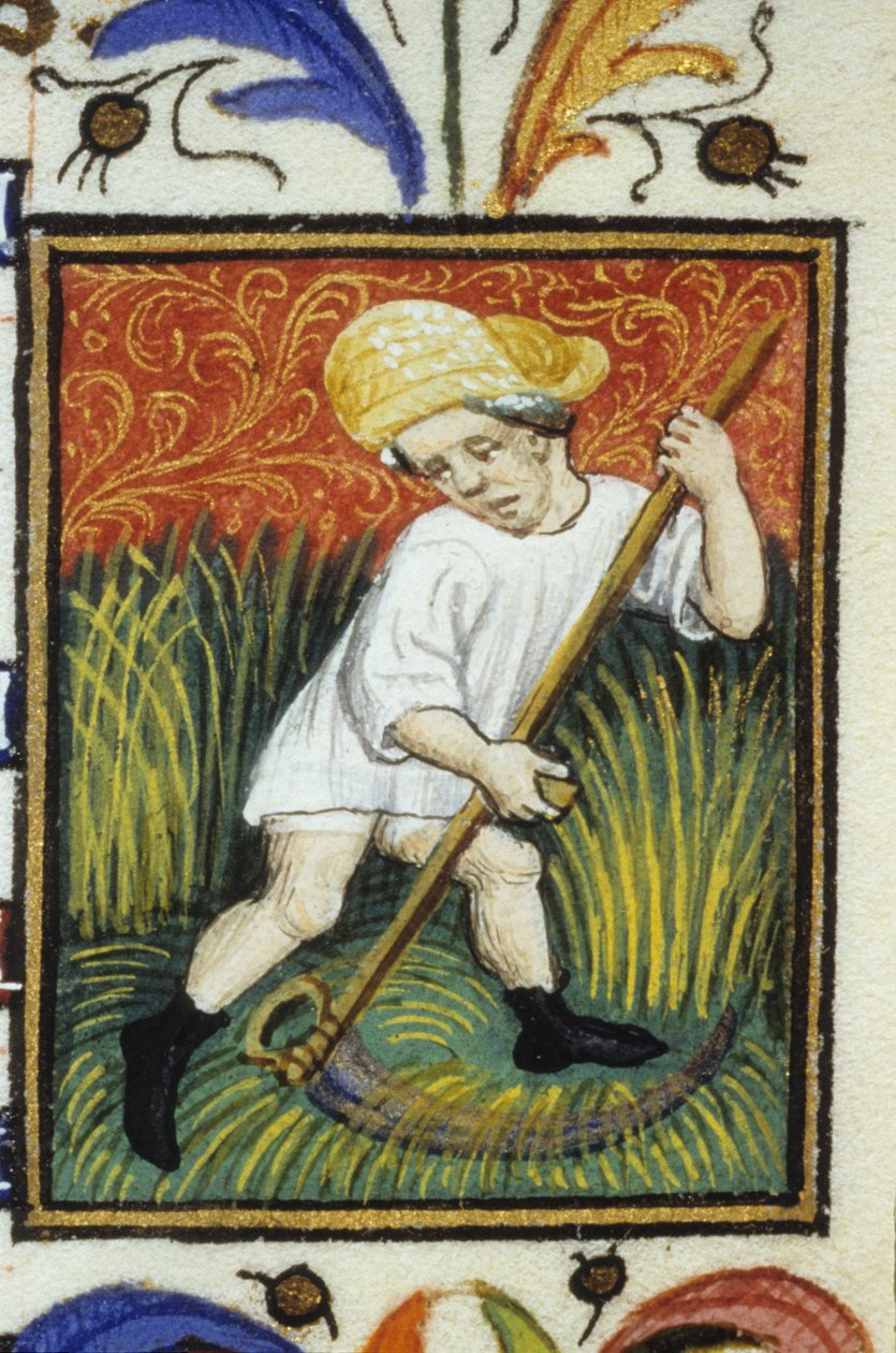 Reprezentacja miesiąca czerwca. Chłop koszący zieloną pszenicę. Miniatura rękopisu z XIV wieku. autorstwa Unknown artist