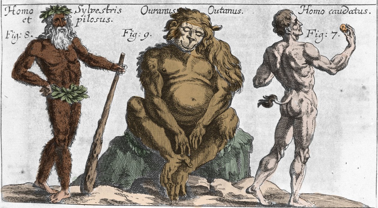 Przedstawienia różnych potwornych stworzeń: człowieka leśnego lub włochatego, małpy orang outan (orang-utan, orang outang, orang-utang) oraz człowieka z ogonem. Talerz z „”Mundi Mirabilis Oeconomia”” Johamma Zahna, sd. 1696. Mediolan . autorstwa Unknown artist