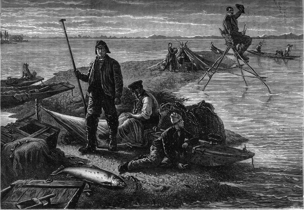 Powrót połowów łososia na brzegach Renu. Grawerowanie w czasopiśmie „La jeunesse autorstwa Unknown artist