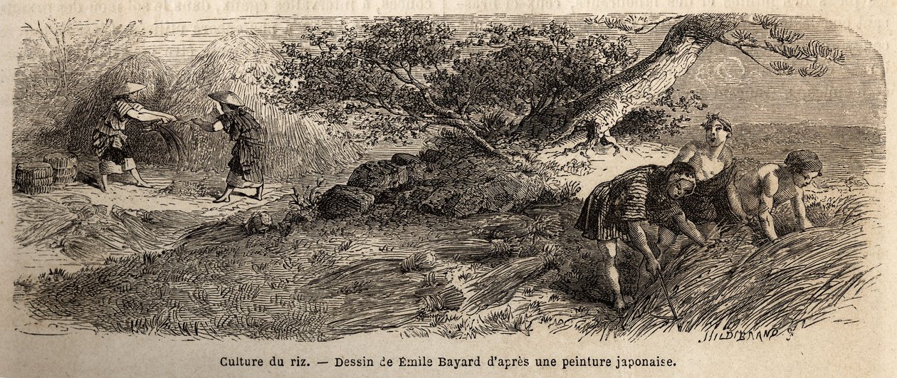 Uprawa ryżu: zbiory w październiku, pędy są ponownie łączone w butach. Rycina ilustrująca podróż do Japonii w latach 1863-1864, autorstwa Aime Humberta, ministra Konfederacji Szwajcarskiej, w „Le tour du monde, nouveau journal des voyages”, wydanej na pods autorstwa Unknown artist