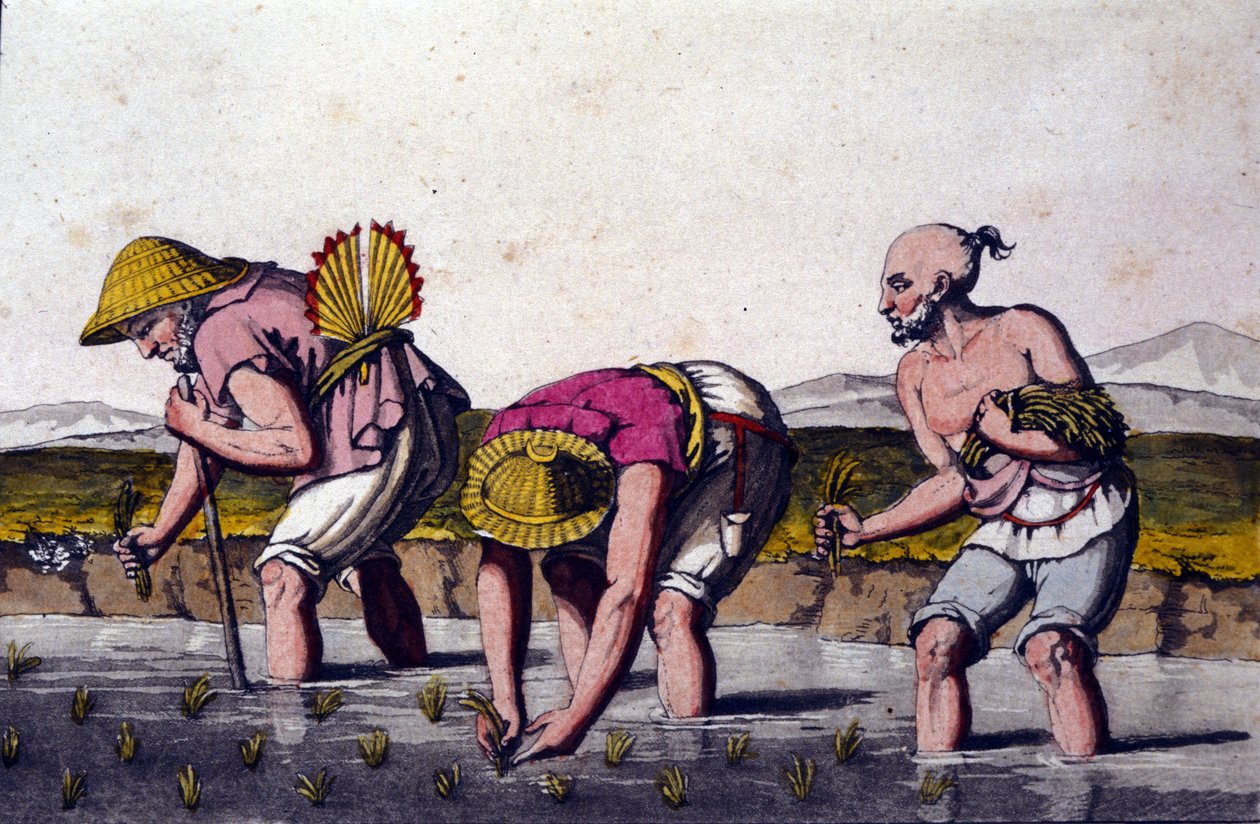 Uprawa ryżu w Chinach. Druk z XIX wieku. autorstwa Unknown artist