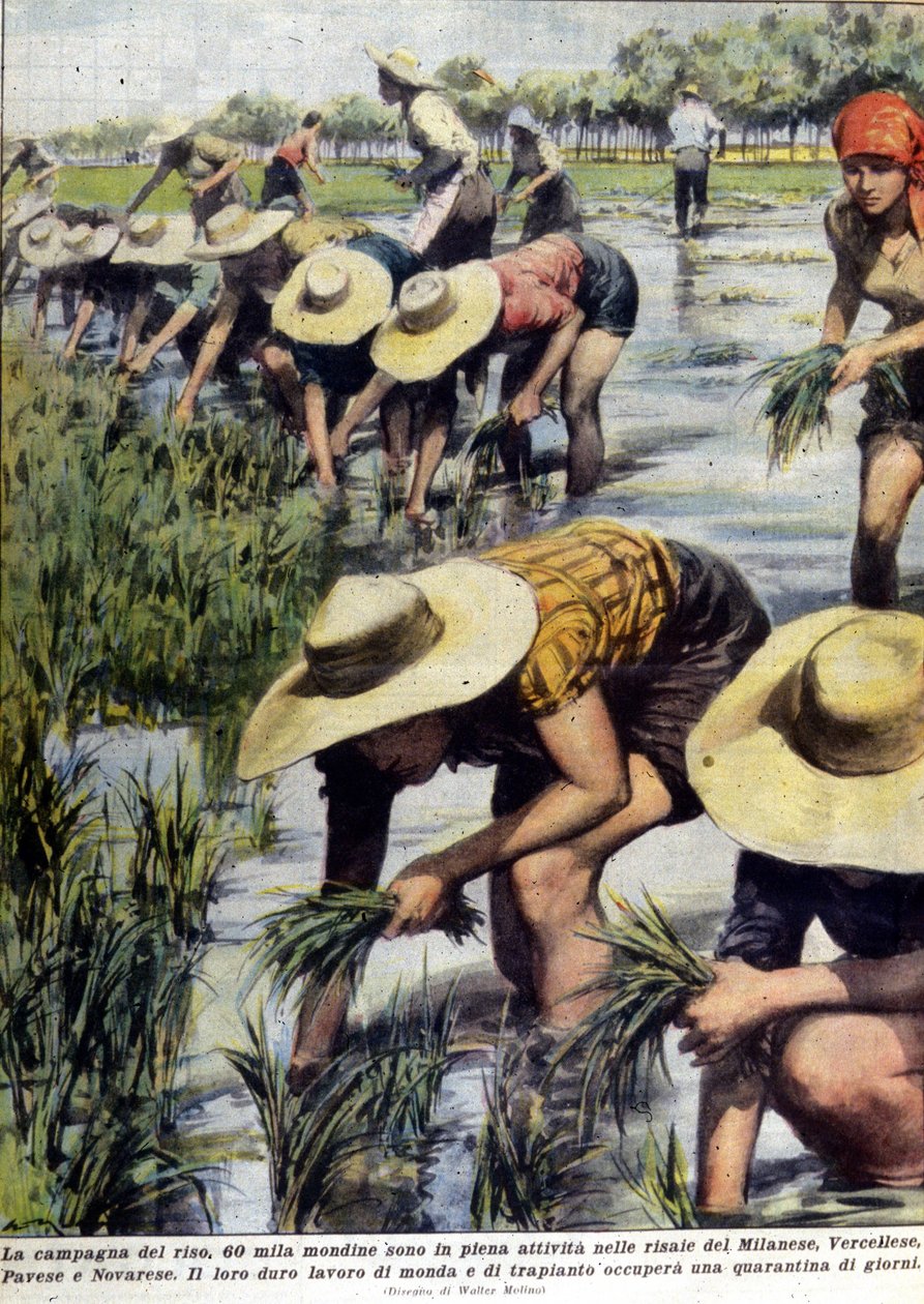 Przesadzenie ryżu w okolicach Mediolanu w 1954 roku. autorstwa Unknown artist