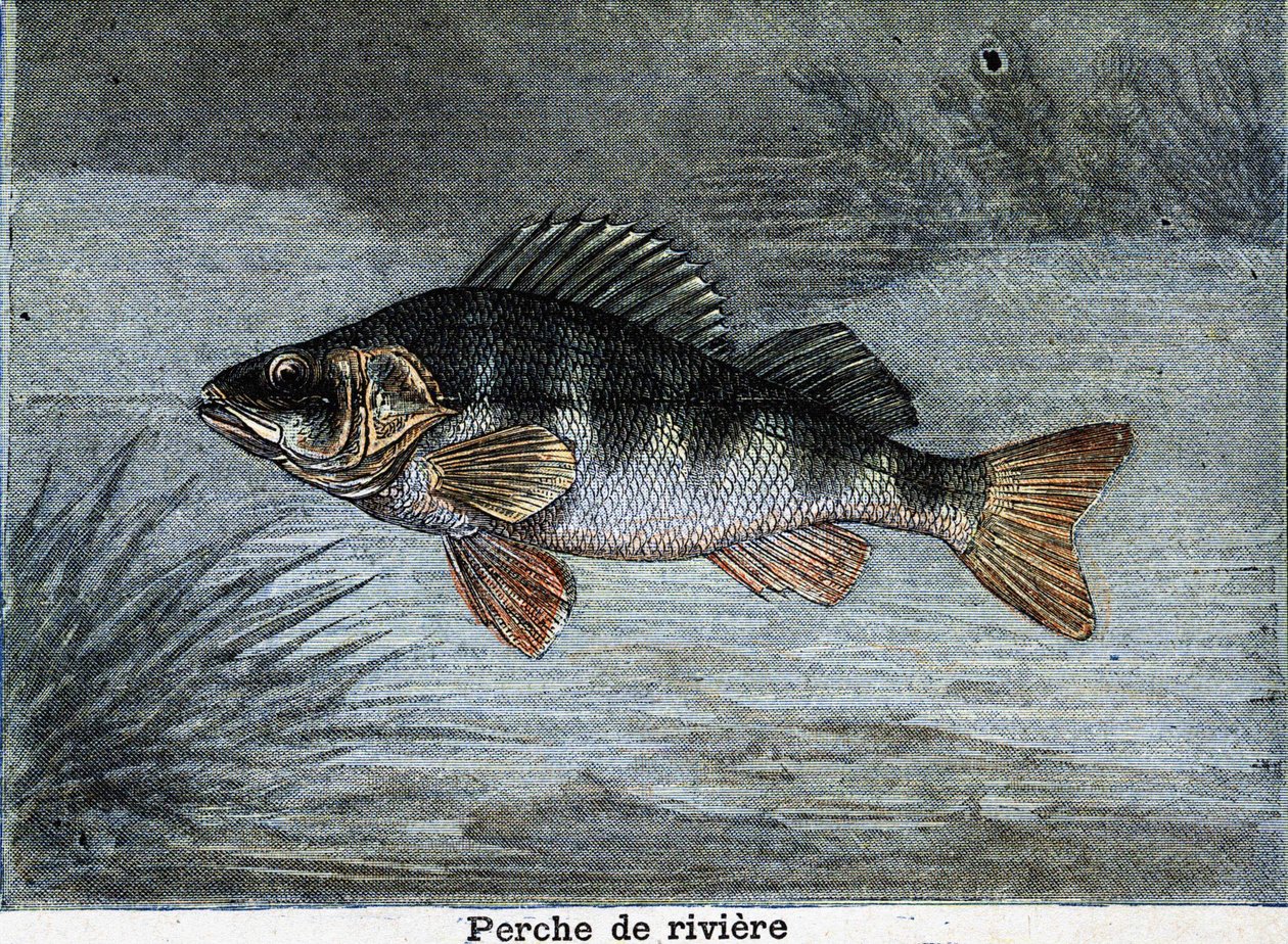 Okoń rzeczny. Grawerowanie od 1897 autorstwa Unknown artist