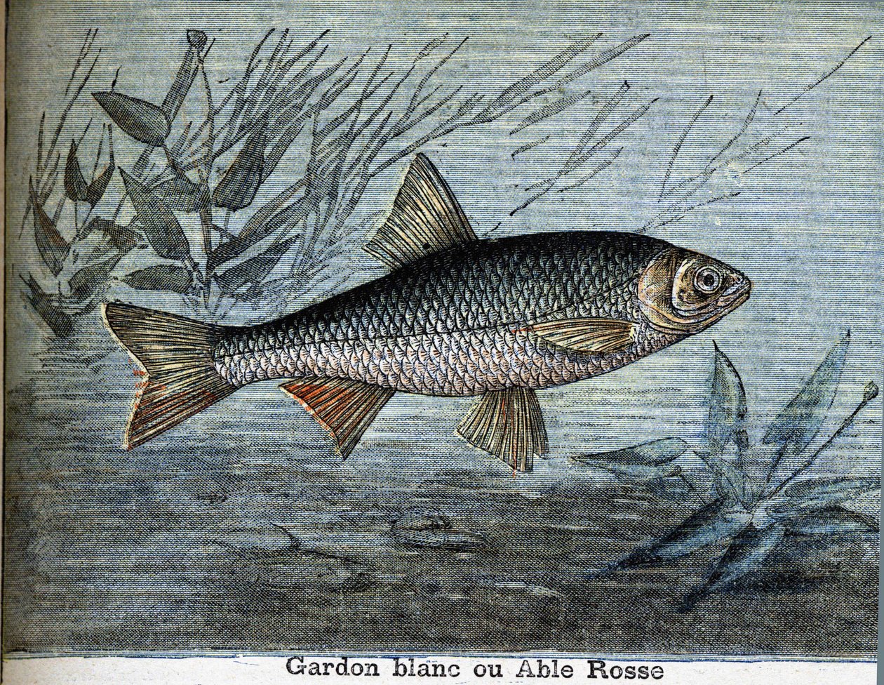 Płoć biała lub zdolna róża. autorstwa Unknown artist