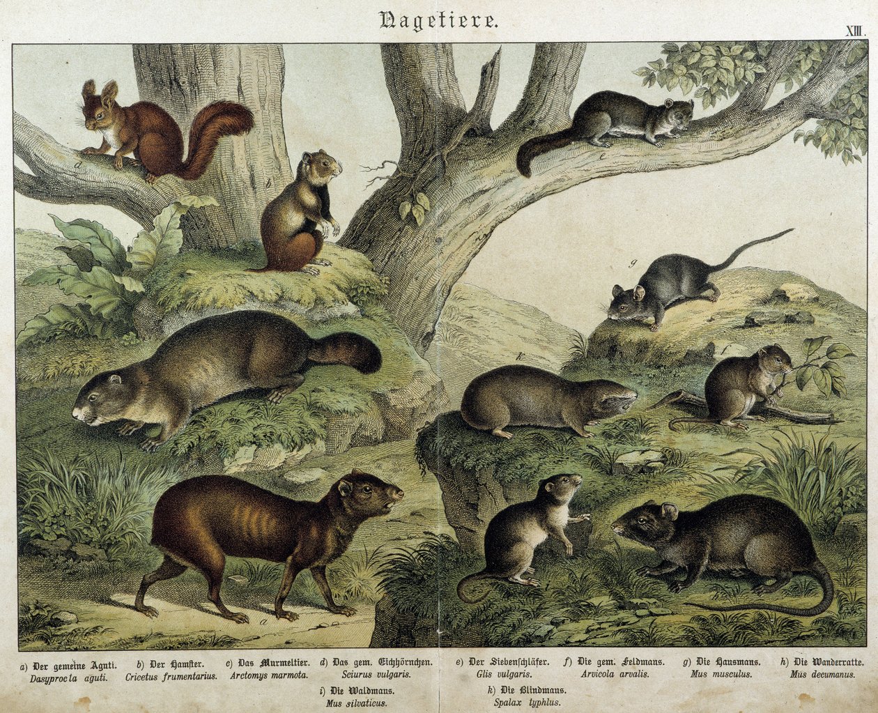 Gryzoń: wiewiórka... - w „„Historie naturalne ssaków””, wyd. Schreiber autorstwa Unknown artist