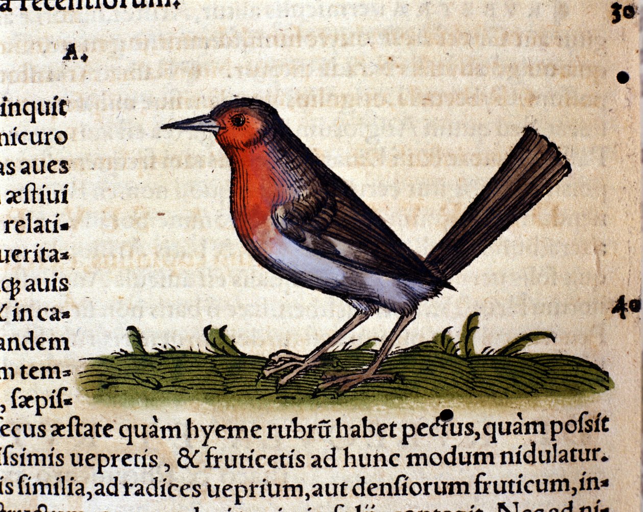 Rouge wg Historia Animalium Conrada Gesnera, Tiguri 1560. Biblioteca Nazionale Braidense. Mediolan autorstwa Unknown artist
