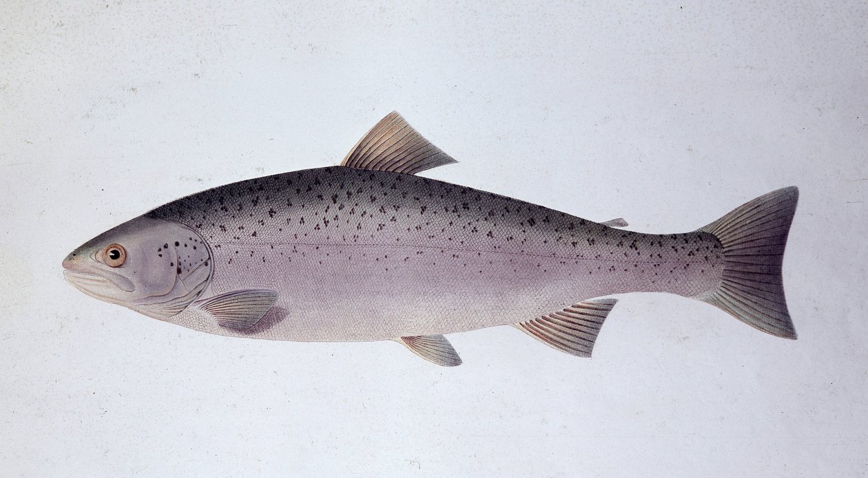 Pstrąg łososiowy - Tablica historii naturalnej autorstwa Unknown artist