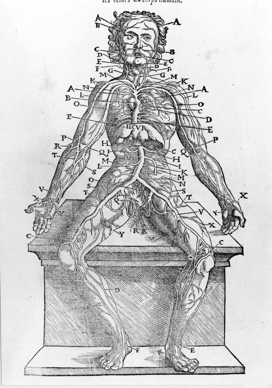 Sekcja ludzkiego ciała od W.H. Ryffa Opis anatomiczny wszystkich części ludzkiego ciała wydrukowany w Paryżu w 1545 r. autorstwa Unknown artist