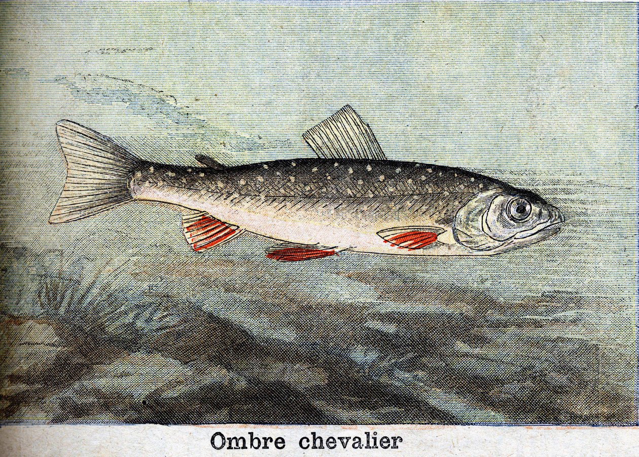 Rycerz cienia z 1898 r. autorstwa Unknown artist