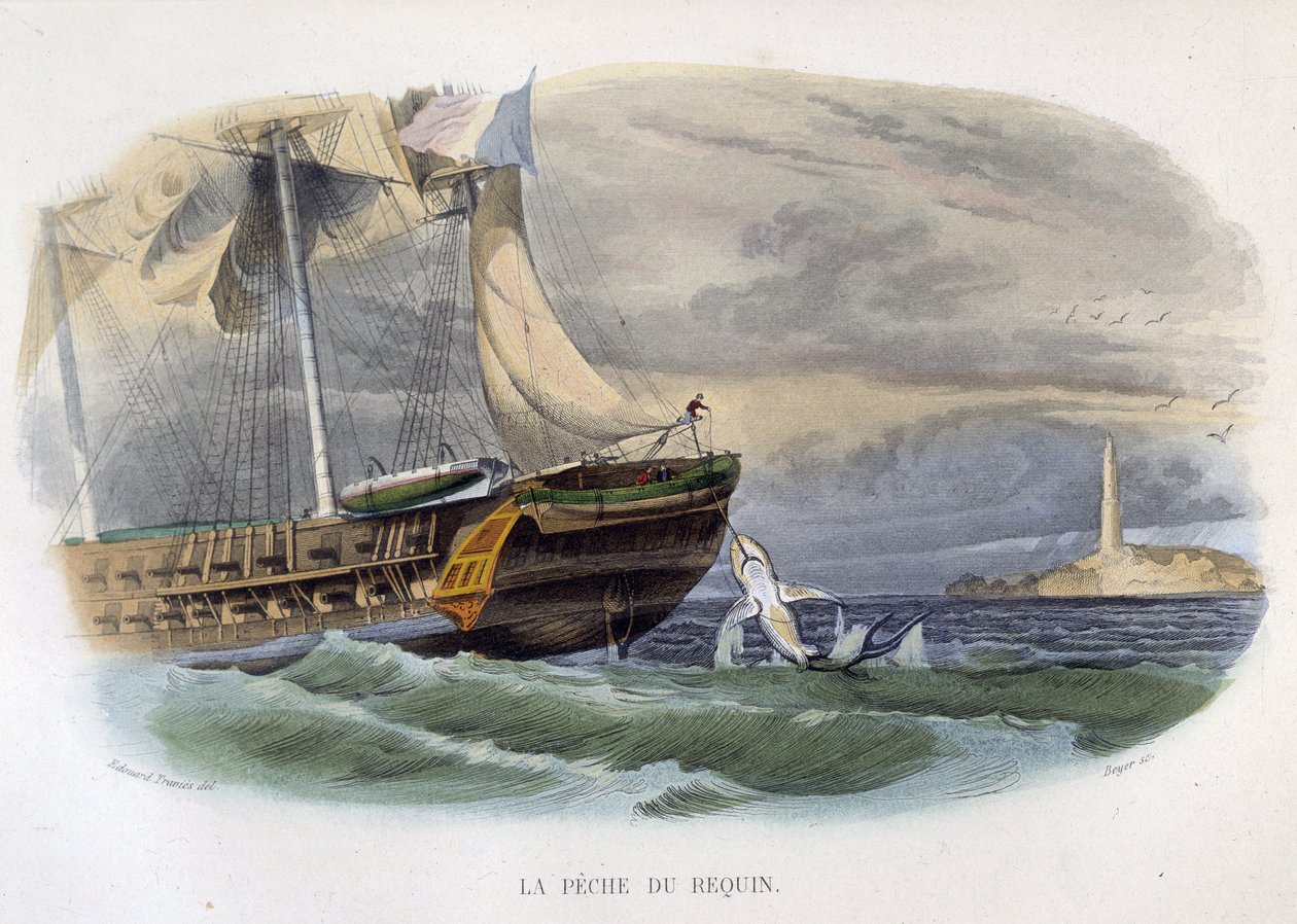 Łowienie rekinów - w „Historii naturalnej Lacepède”” autorstwa Unknown artist