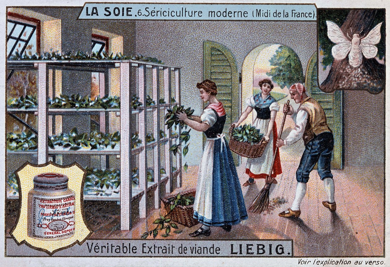 Jedwab: warsztat jedwabiu na południu Francji, reklama Liebiga, t. 1895 autorstwa Unknown artist