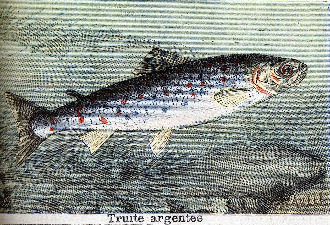 Grawerowanie pstrąga srebrnego z 1898 r. autorstwa Unknown artist