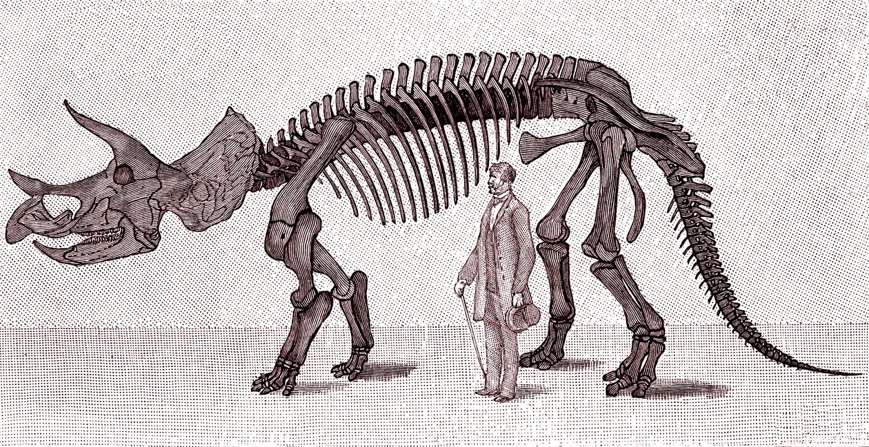 Szkielet prorsusa Triceratopsa autorstwa Unknown artist
