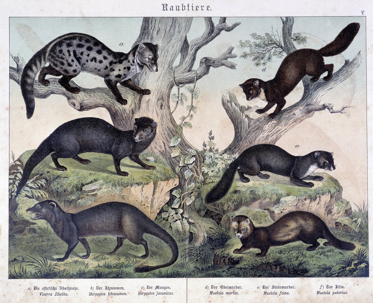 Małe karuzele. w „Naturalne historie ssaków”, wyd. Schreiber autorstwa Unknown artist