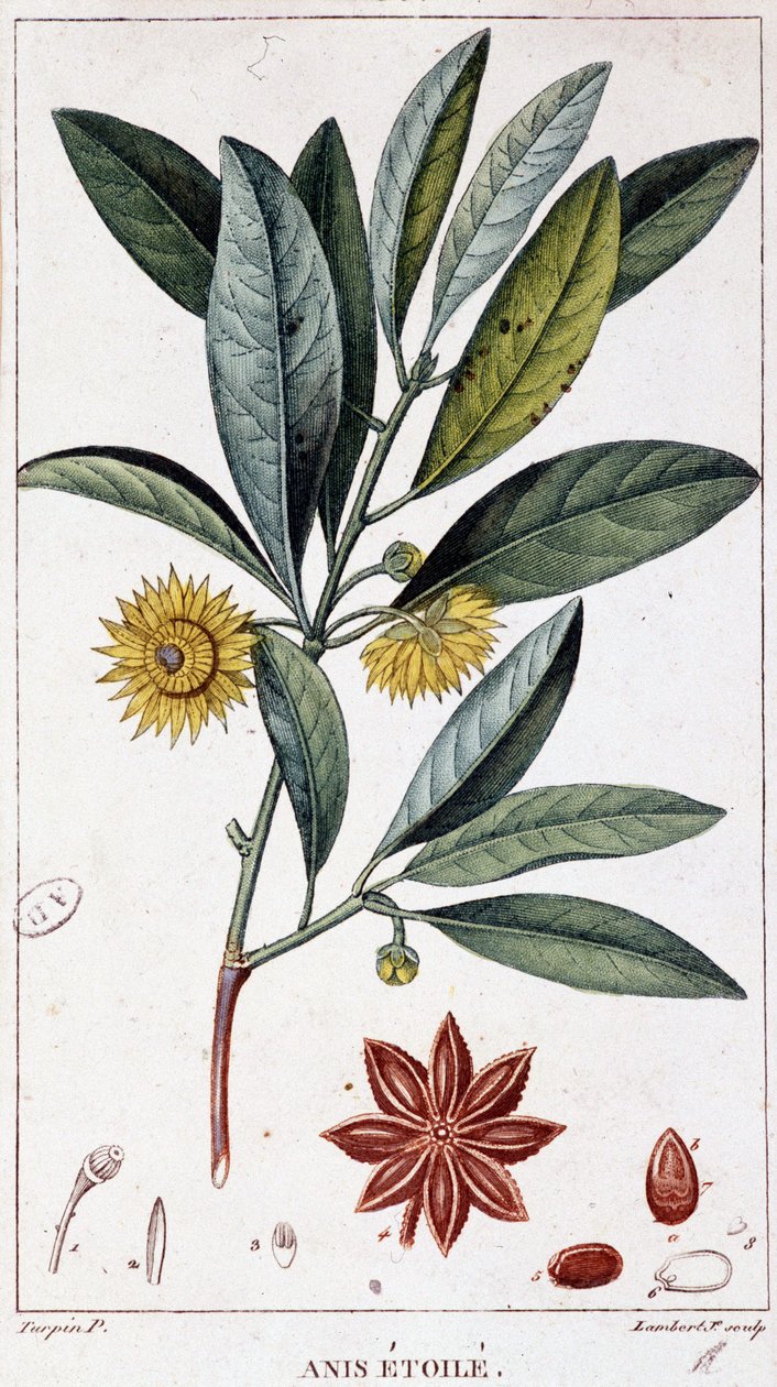 Anyż gwiazdkowaty - deska botaniczna autorstwa Unknown artist