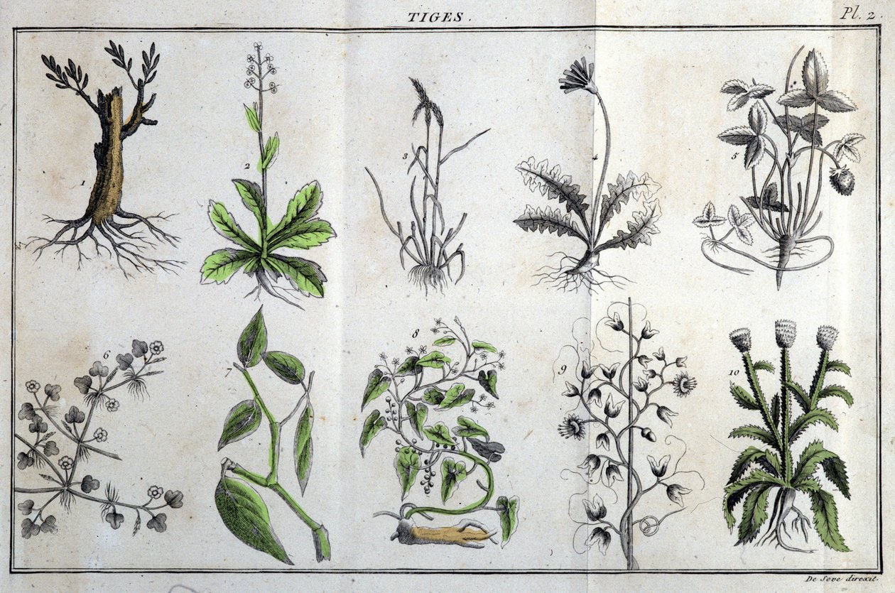 Pędy: w „Flora Françoise, czyli krótki opis wszystkich roślin, które naturalnie rosną we Francji, ułożone według nowej metody analizy, do której przytoczono ich najmniej dwuznaczne cnoty w medycynie i ich przydatność w sztuce”” J autorstwa Unknown artist