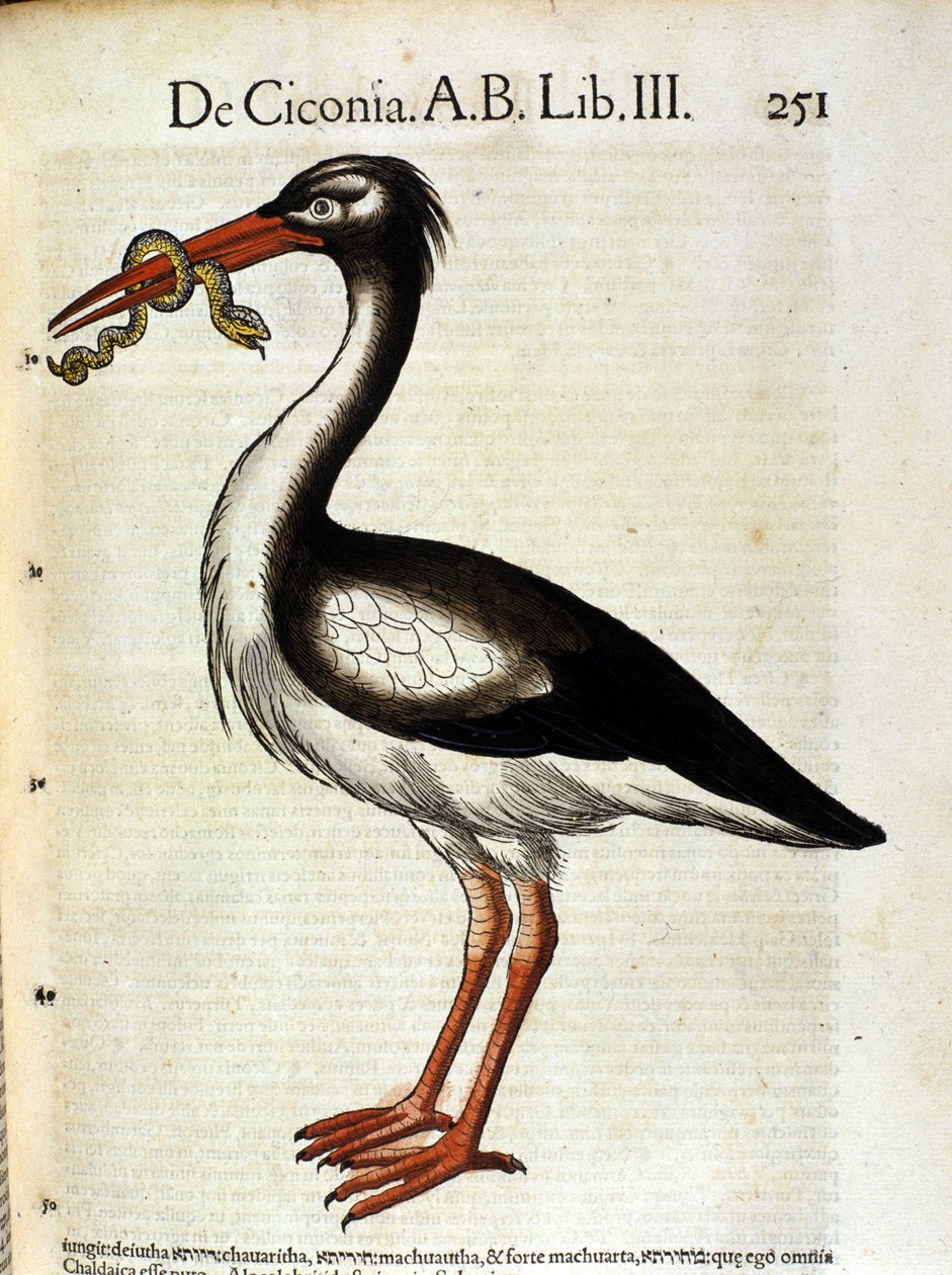 Bocian wg Historia Animalium de Conrad Gesner, Tiguri 1560. Biblioteca Nazionale Braidense. Mediolan autorstwa Unknown artist