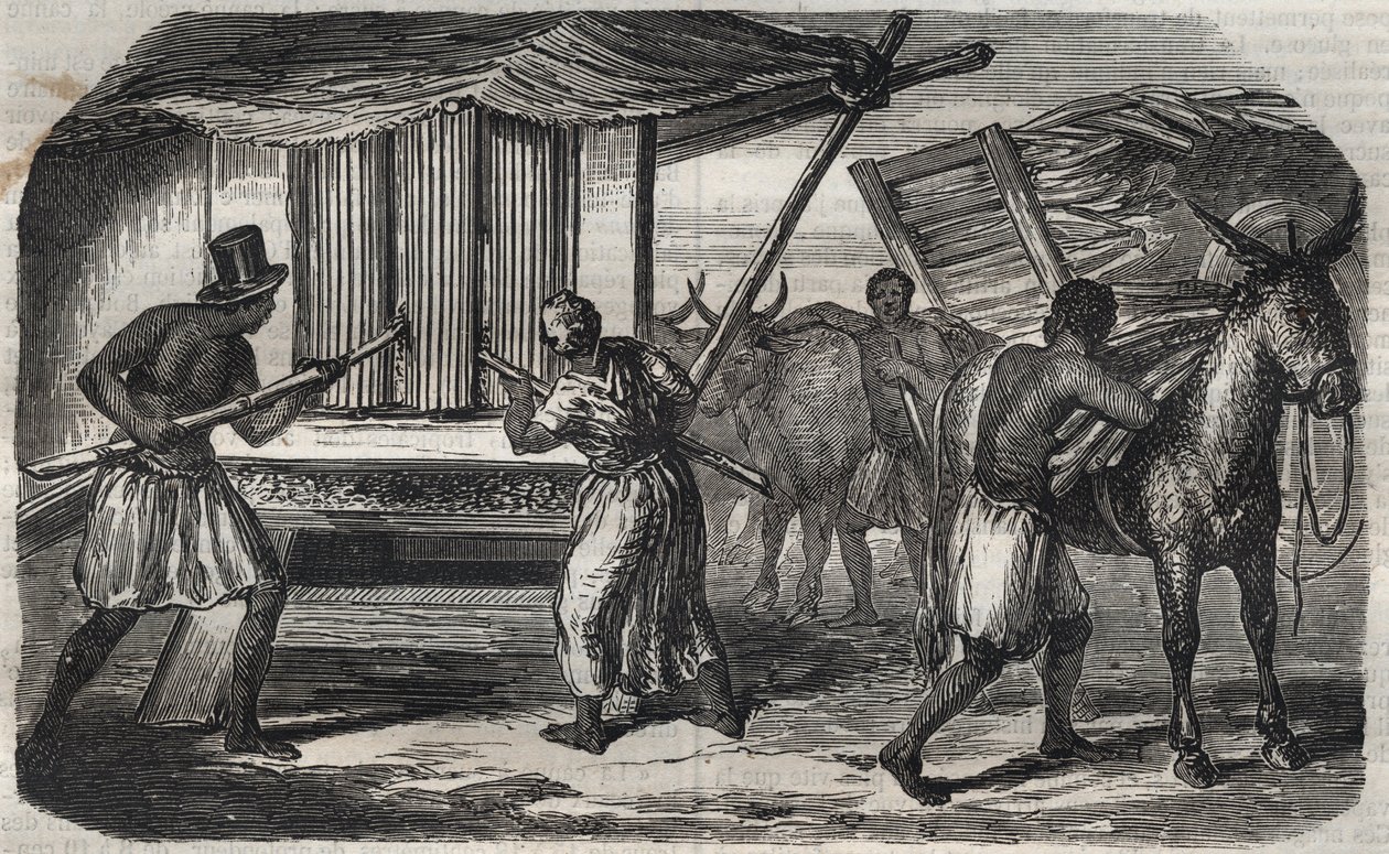 Produkcja cukru: cukrownia trzciny cukrowej w cukrowni w Indiach Zachodnich. Grawerowanie z 1859 roku. autorstwa Unknown artist