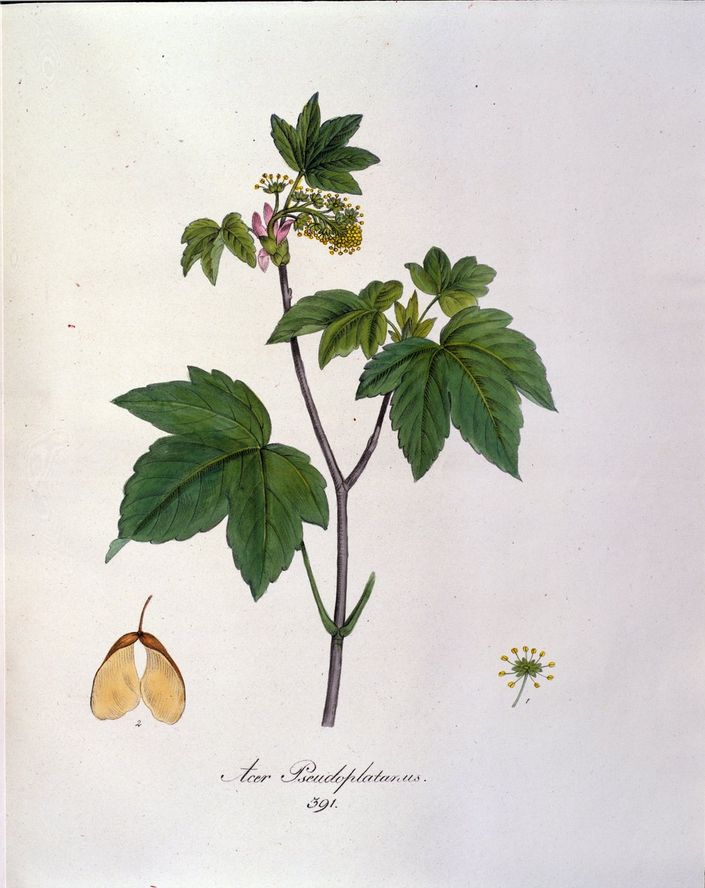 Oddział klon jawor. Tablica botaniczna z zielnika z początku XIX wieku. autorstwa Unknown artist