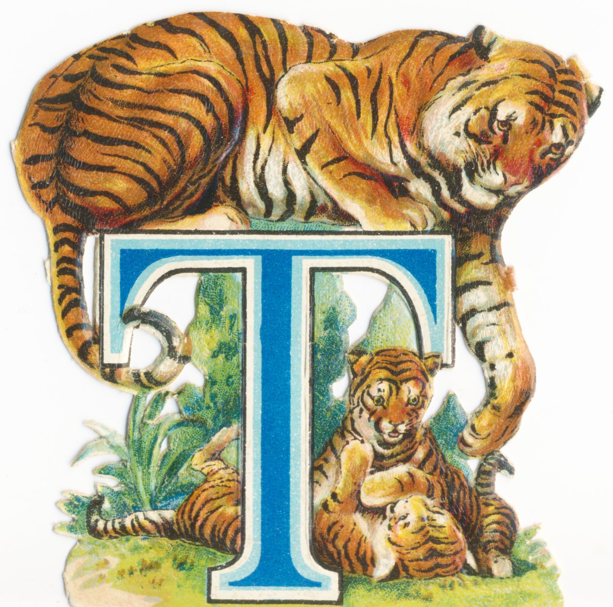 T: Tygrys autorstwa Unknown artist