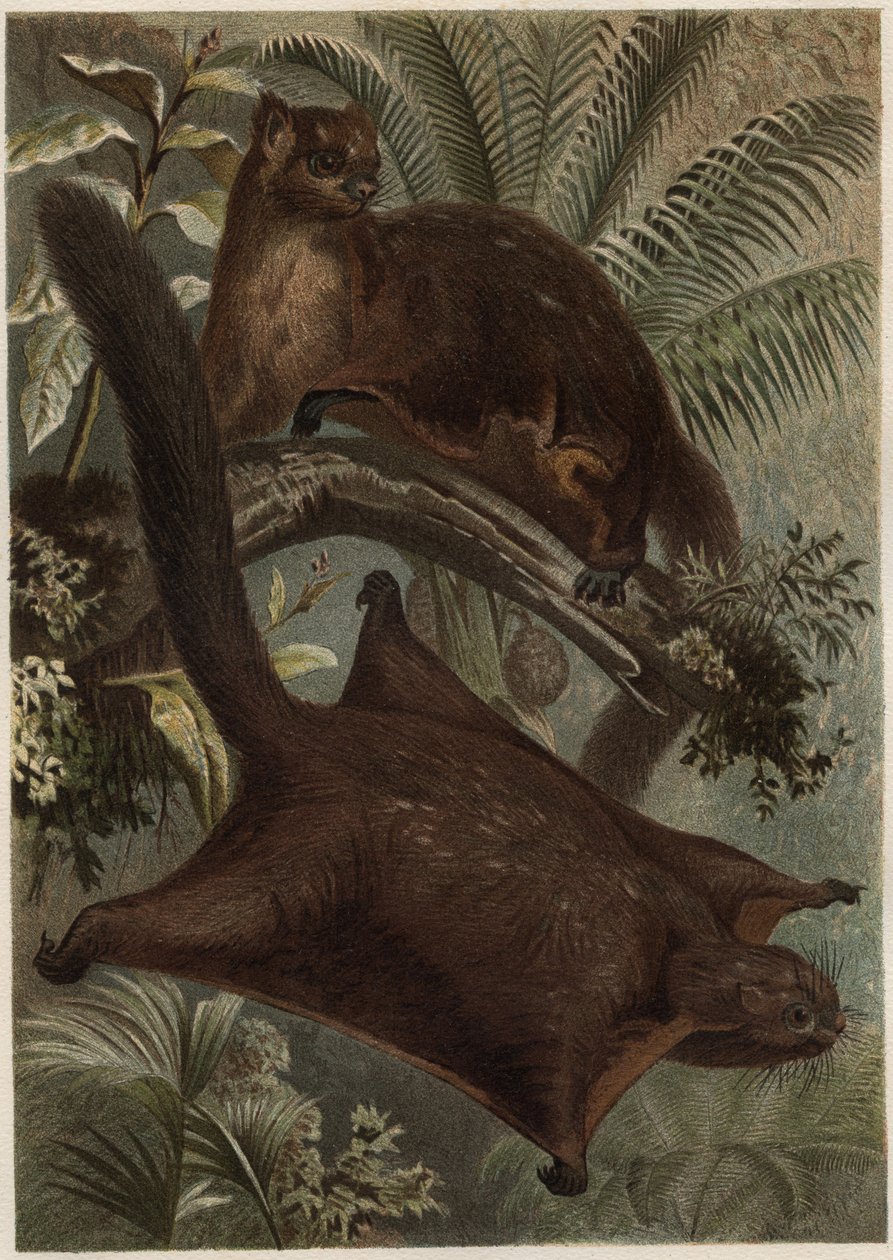 Taguan (Latająca wiewiórka) (rodzina Sciuridae) - Wiewiórka (latająca wiewiórka) - grawer z „Życia zwierząt Brehma” autorstwa Alfreda Edmunda Brehma (1829-1884) autorstwa Unknown artist