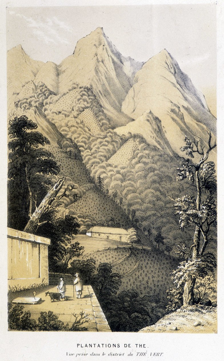 Plantacja herbaty w Chinach: widok z dzielnicy zielonej herbaty, podróż Fortune do Chin - grawerowanie, b.d. autorstwa Unknown artist