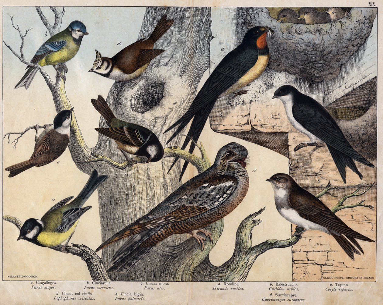 5 ptaków po lewej: a: Jaskółka (Parus major), b: Niebieskooka (Parus coreulus), c: Czarnowłosa (Parus ater), d: Czarnooka (Lopophanes cristatus), e: Czarnooka (Parus palustris) 4 ptaki prawe- a: jaskółka wiejska (Hirondo rustica), b: jaskółka autorstwa Unknown artist