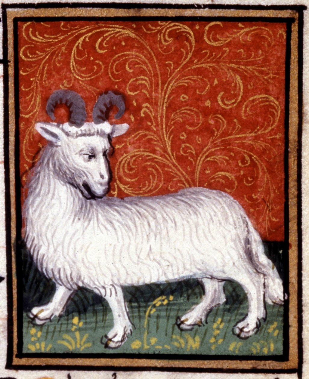 Baran. Miniatura horoskopu. Rękopis z XV wieku. Biblia Trivulziana, Mediolan. autorstwa Unknown artist