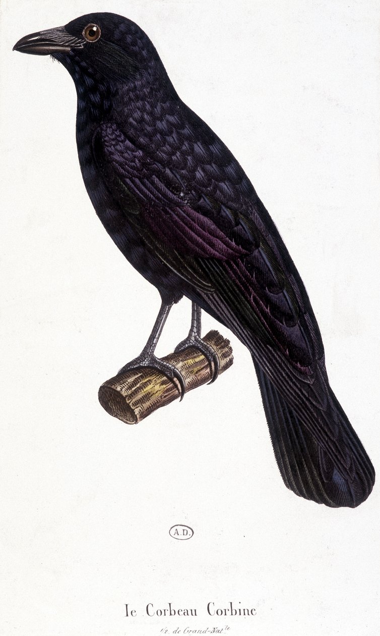 Corbine Raven - tablica historii naturalnej autorstwa Unknown artist