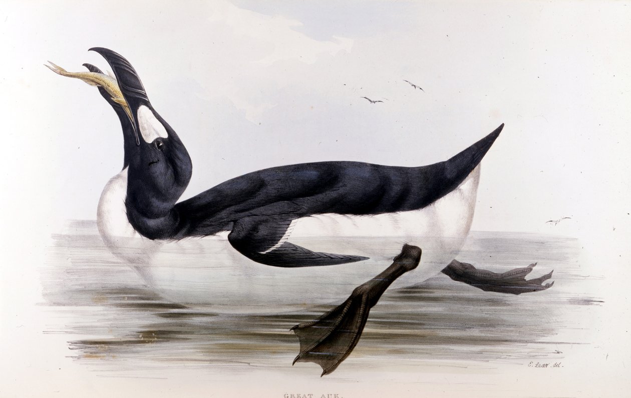 Pingwin olbrzymi (Alca Impennis) – w „Ptakach Europy” Johna Goulda, Londyn autorstwa Unknown artist