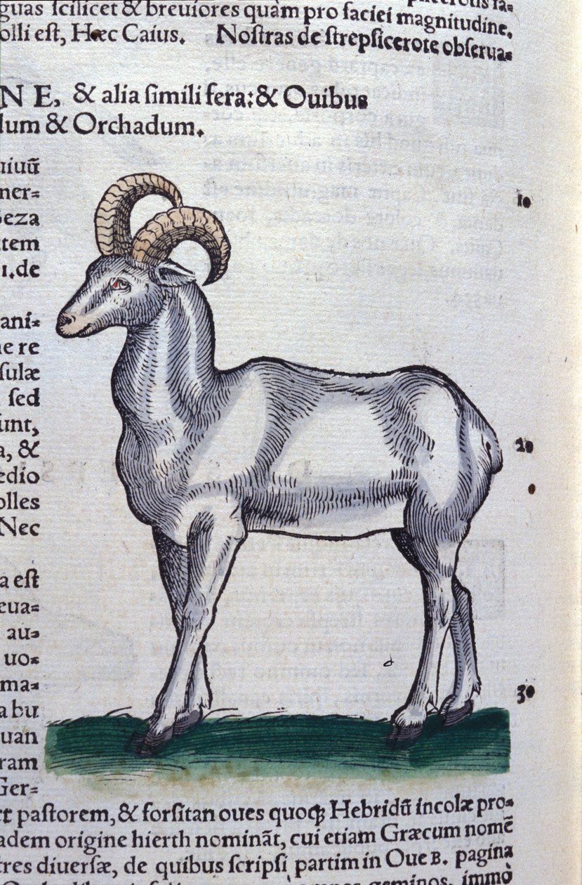 Koziorożec w Historia Animalium Conrada Gesnera (1516-1565), Tiguri autorstwa Unknown artist