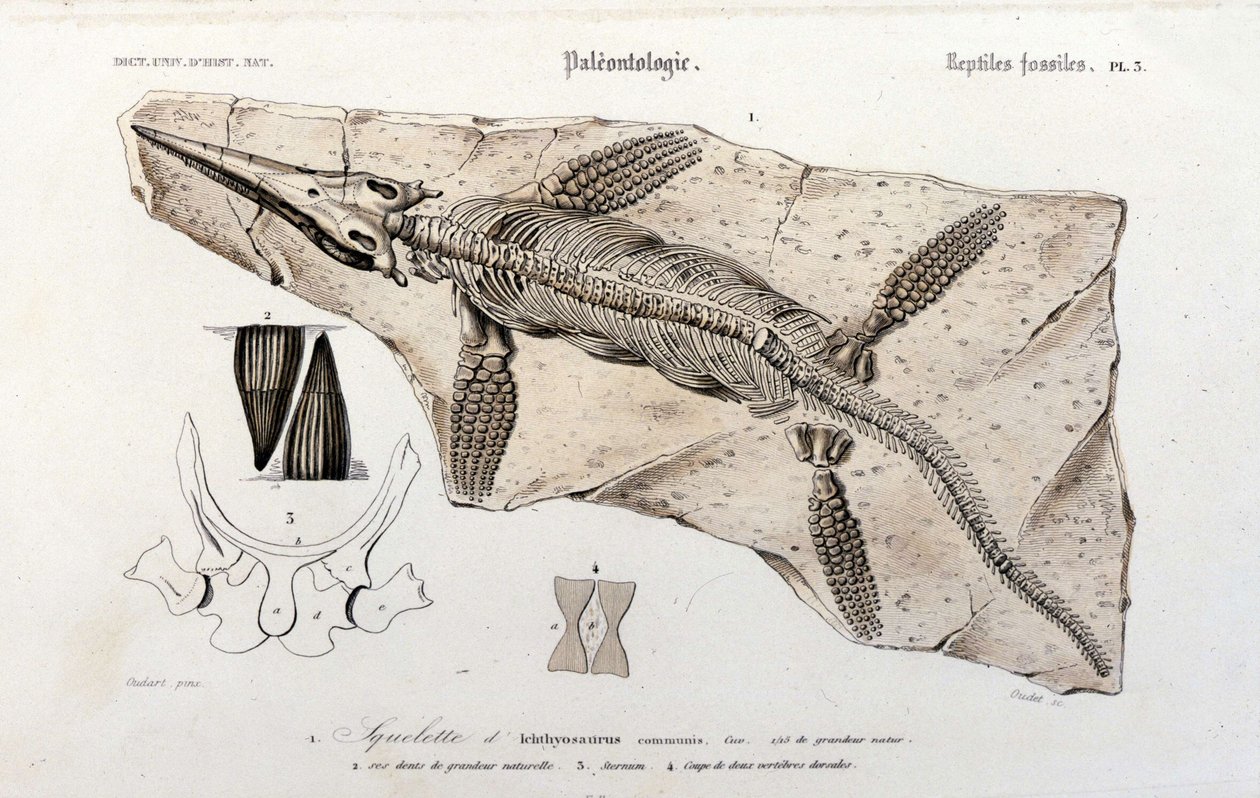 Ichtiozaur z Uniwersalnego Słownika Historii Naturalnej autorstwa Unknown artist