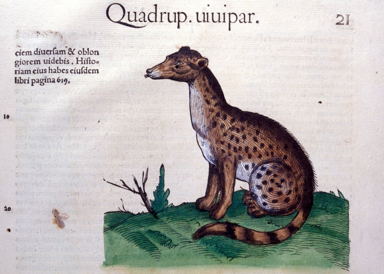 Szakal - w historii zwierząt Conrada Gesnera (1516-1565), Tiguri autorstwa Unknown artist