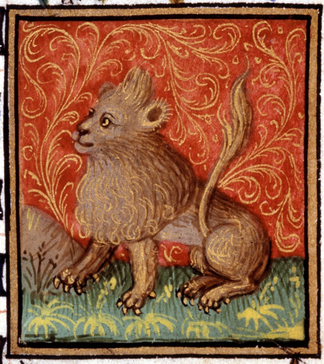 Lew. Miniatura horoskopu. Rękopis z XV wieku. Biblia Trivulziana, Mediolan. autorstwa Unknown artist