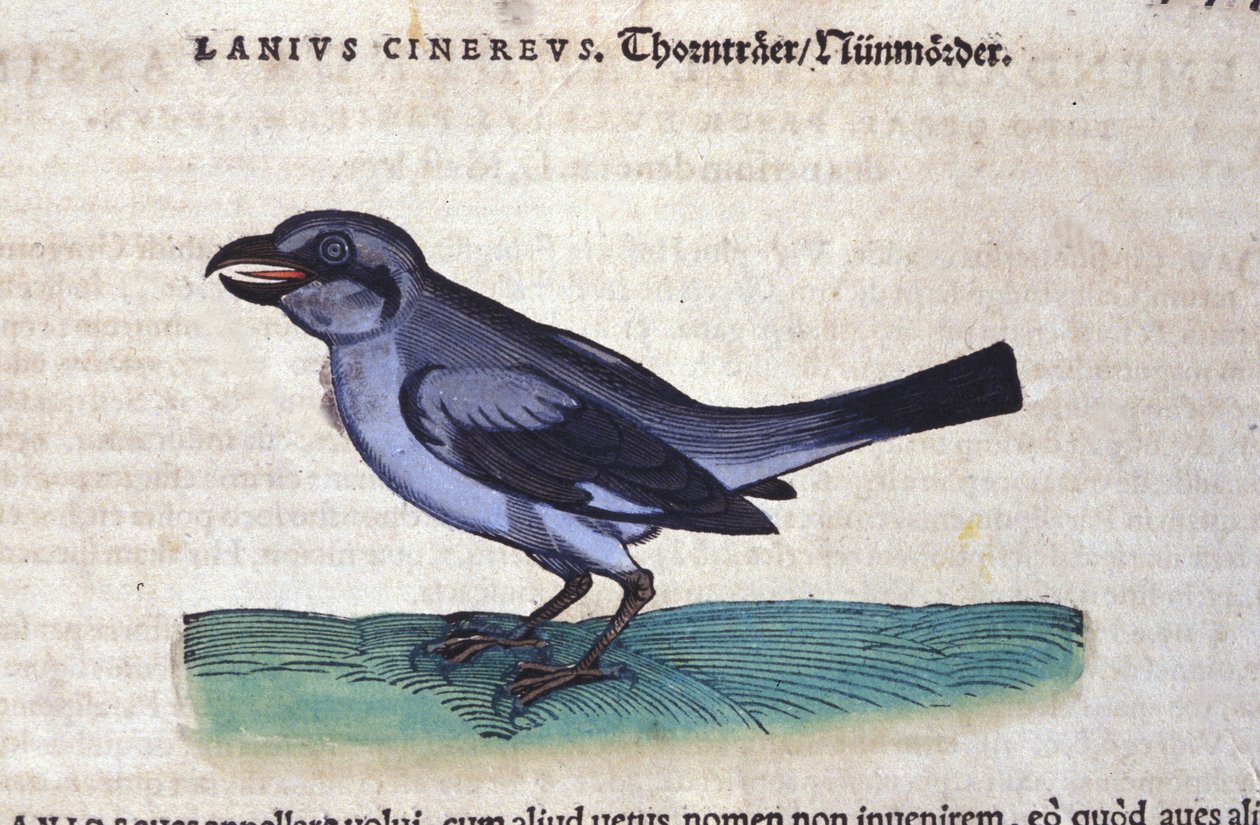 Dzierzba w historii zwierząt Conrada Gesnera (1516-1565), Tiguri autorstwa Unknown artist