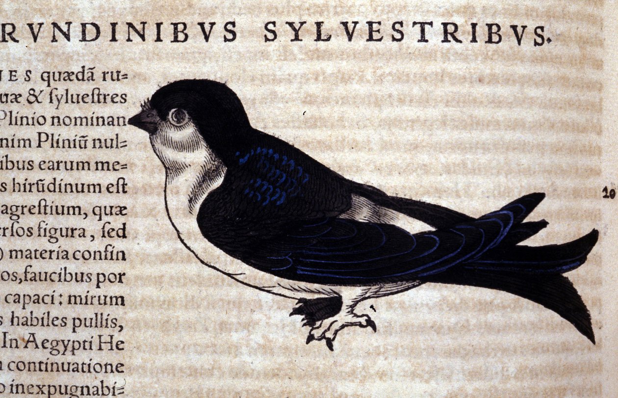 Jerzyk w Historia Animalium Conrada Gesnera (1516-1565), Tiguri autorstwa Unknown artist