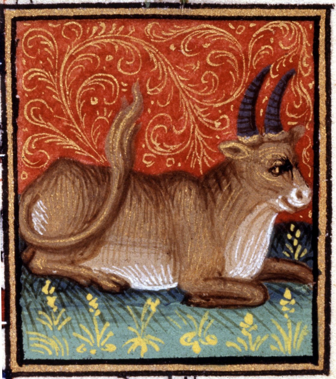 Byk. Miniatura horoskopu. Rękopis z XV wieku. Biblia Trivulziana, Mediolan. autorstwa Unknown artist
