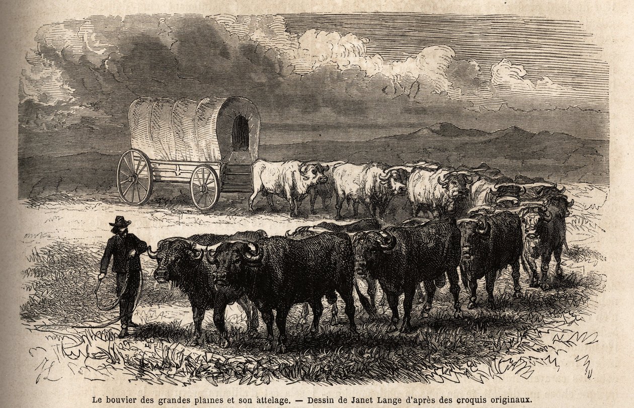 Ster i zaczep są na dużych równinach. Grawer dla ilustracji podróży na daleki zachód Ameryki, autorstwa M. L. Simonina, w 1867 r., opublikowany w „Le tour du monde, nouveau journal des voyages” pod redakcją Edouarda Chartona autorstwa Unknown artist