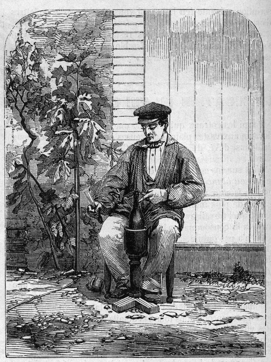 Butelkowanie wina szampana. Grawerunek z 1864 roku. autorstwa Unknown artist