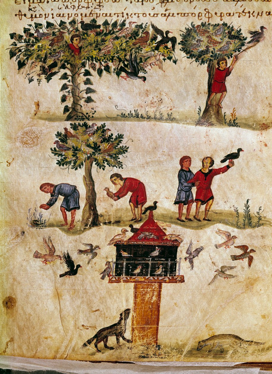 Hodowla i tresura miniaturowych sokołów z polowania „Cynegetics” Oppian (Oppian lub Oppianus) z Syrii (III wne) poświęcony Karakalli. Wenecja z XI wieku. Biblioteca Marciana autorstwa Unknown artist