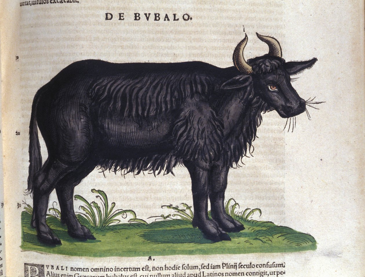 Bawół według Historii animalium Konrada Gesnera, Tiguri autorstwa Unknown artist