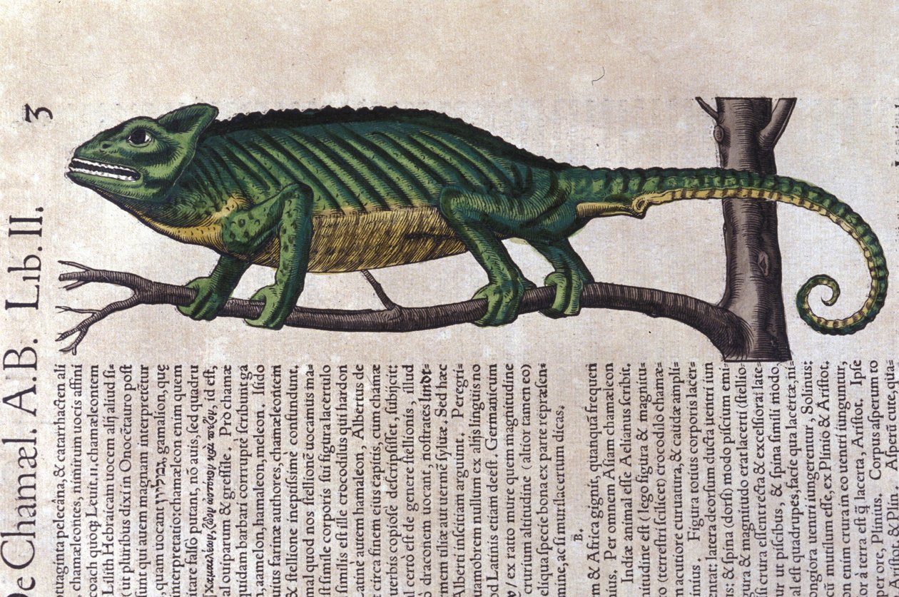 Kameleon według Historii animalium Konrada Gesnera, Tiguri autorstwa Unknown artist